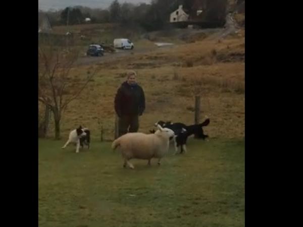 بالفيديو ..أنثى خروف مستنسخة تتقمص شخصية مجموعة من الكلاب!