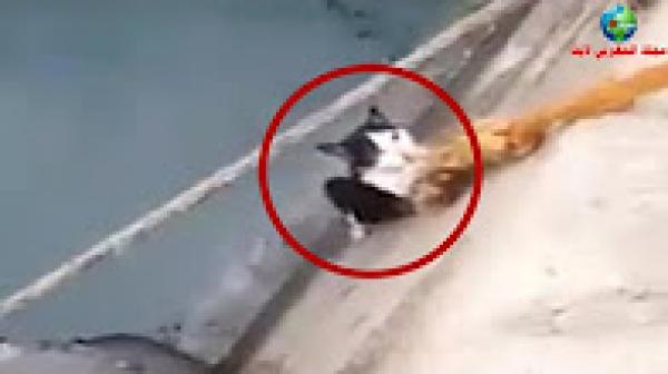صياد مغربي ينقذ قط من الغرق فالمرسى