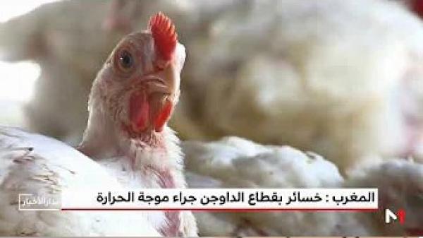 تأثير موجة الحر على تربية الدواجن بالمغرب