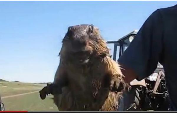 بالفيديو: حيوان قارض يصرخ كـ "النساء" عند الخوف