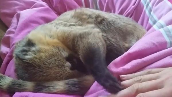 بالفيديو.. حيوان يرفض ابتعاد يد صاحبته لمواصلة جلسة التدليك!