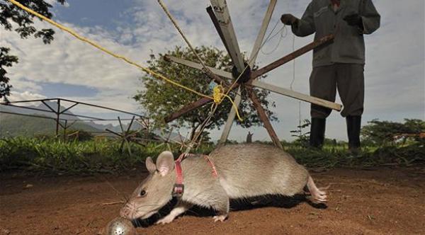 بالصور: أبطال "جرذان" ينقذون الآلاف حول العالم