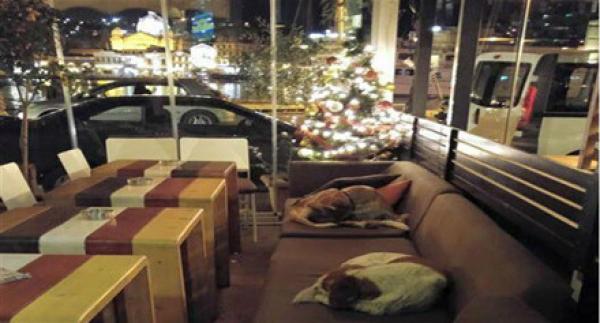 بالصور .. مقهى يفتح أبوابه للكلاب الضالة ليلاً