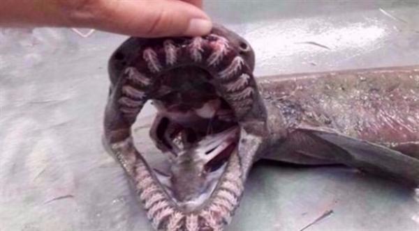 شاهد كيف كان شكل القرش في عصر الديناصورات