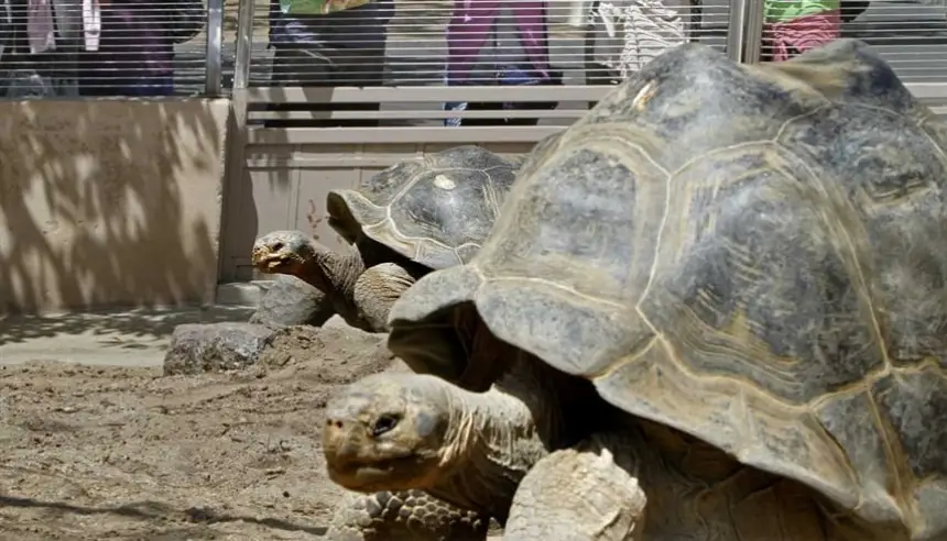 عاصرت 20 رئيساً أمريكياً.. نُفوق السلحفاة الشهيرة "غراما" عن 141 عاماً