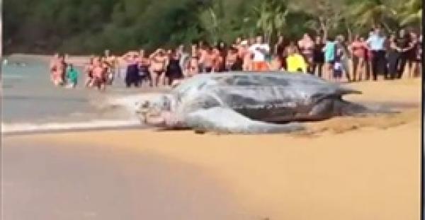 سلحفاة عملاقة تثير دهشة رواد شاطئ (فيديو)