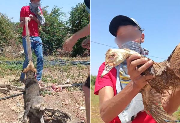أغرب من الخيال.. مغربي ينقذ كلبة وبطة تعايشتا مع بعض لأربع سنوات في بئر مهجور
