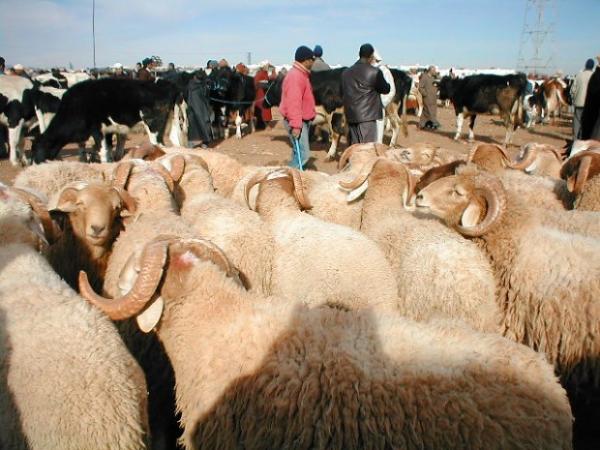 جهة سوس : ارتفاع ملحوظ لأسعار الأضاحي في غياب لمراقبة الاسعار