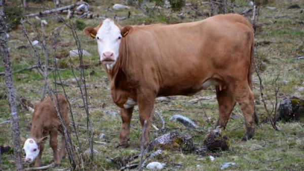في ثالث أيام رمضان، بقرة تقتل أربعينيا ضواحي سطات