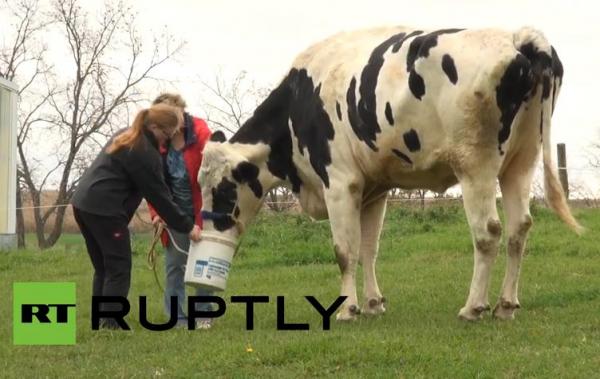 بالفيديو ... أضخم وأطول بقرة في العالم