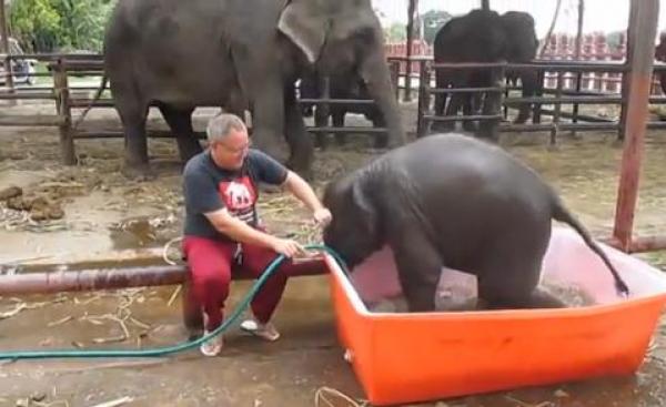 بالفيديو: فيل صغير يحاول الاستحمام واللعب في حوض صغير