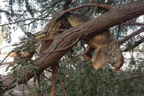 غضب لمقتل سحلية غوانا نادرة في دبي