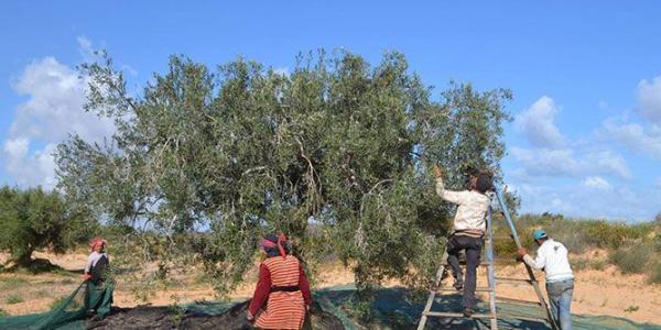 مؤلم... هكذا لقي عامل خمسيني حتفه خلال جنيه للزيتون بضيعة فلاحية