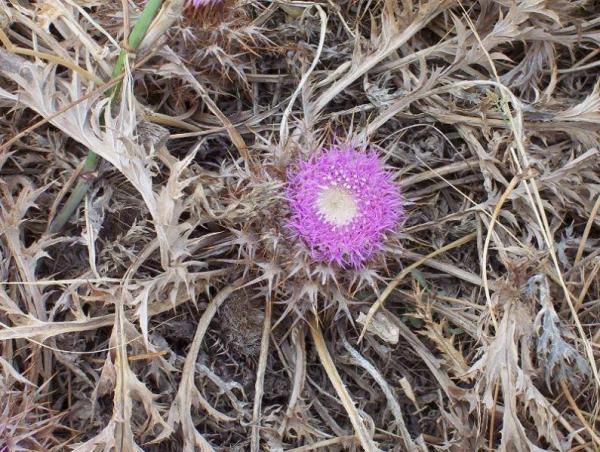 نبتة سامة تتسبب في مصرع طفلين بمدينة طنجة