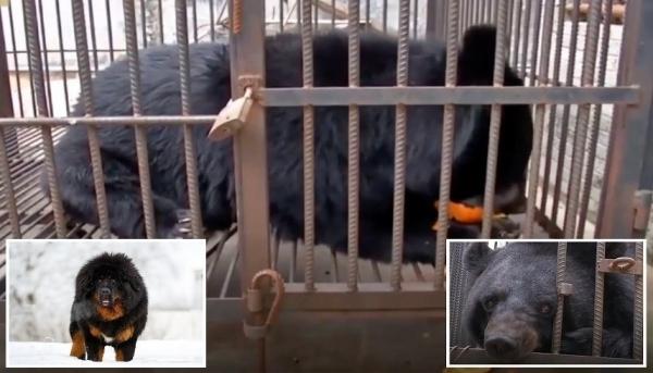 تكتشف أن الجرو الجميل ربته منذ عامين ليس كلبا