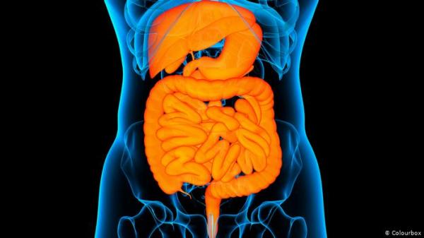 هل تعلم أن أمعاء الإنسان يمكنها أن تغطي مساحة ملعبين للتنس؟