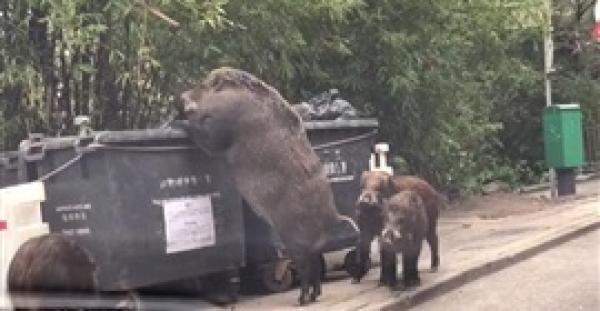 خنزير ضخم يظهر بالقرب من مدرسة يثير ضجة (فيديو وصور)