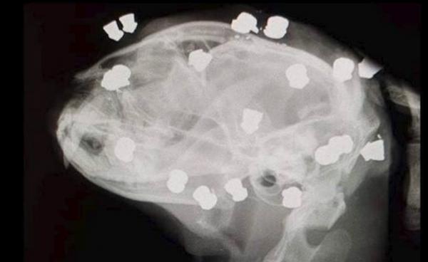 قطة تنجو من 18 طلقة استقرت في رأسها