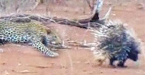 بالفيديو.. مليون مشاهدة لفهد يندم بعد محاولة الانقضاض على «نيص»