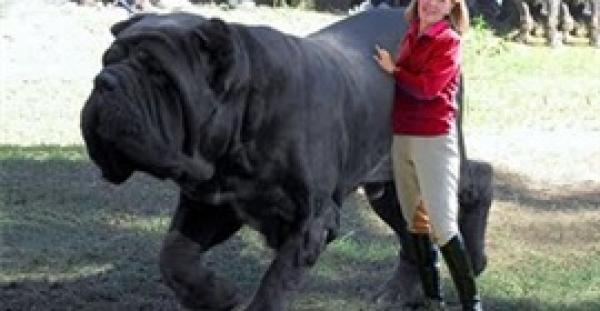 بالفيديو.. أضخم 10 كلاب حراسة في العالم