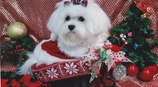 أمريكية تحرم أبناءها من الميراث وتوصي لكلبتها بـ 1.7 مليون دولار