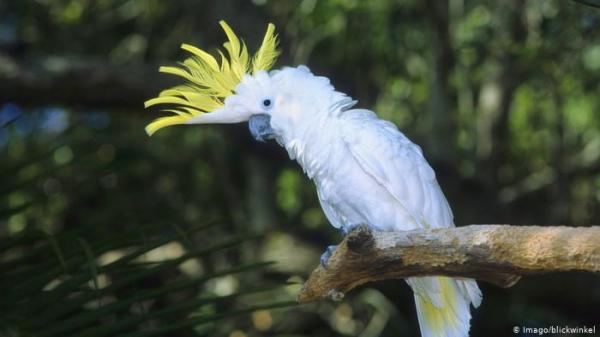 الادعاء العام الألماني يعرض ببغاوات للمزاد والسبب؟
