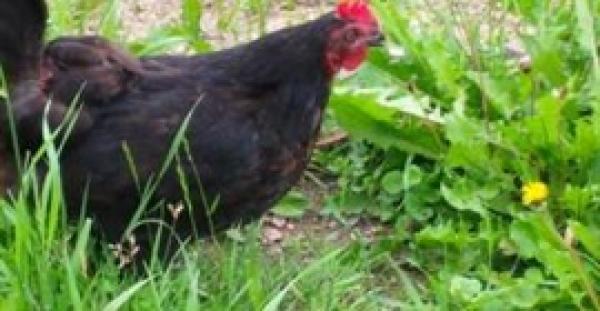 بالفيديو.. لقطات غريبة لدجاجة تبتلع ثعبانا صغيرا