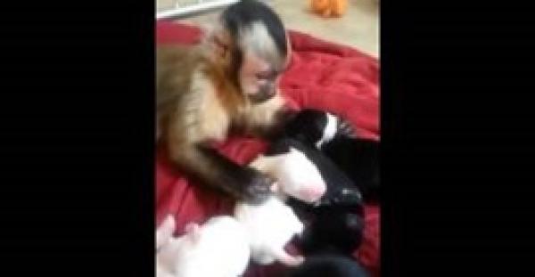 بالفيديو.. قرد يلهو مع خمسة «جِراء»