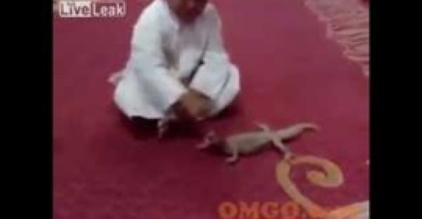 بالفيديو.. سحلية ضخمة تنتقم من طفل عربى أوسعها ضربا