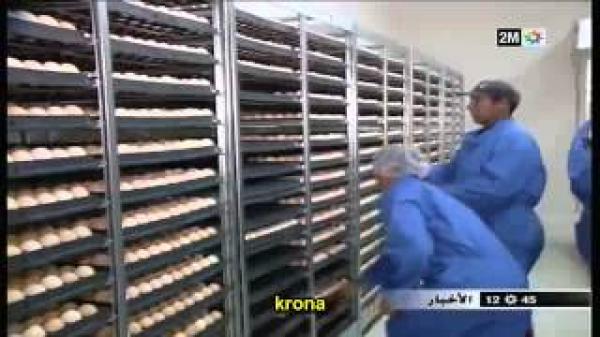 المغاربة وضعف إستهلاكهم للبيض الغني بالبروتين