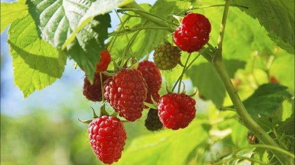 السوق الأمريكية تفتح أبوابها أمام صادرات المغرب من توت العليق