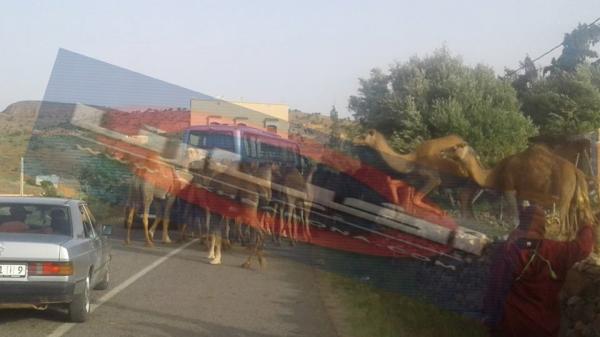 جحافل إبل الرحل تجتاح تافراوت والساكنة تستغيث
