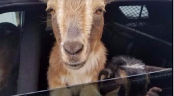 شرطي بريطاني يصطحب زوجاً من الماعز بجولة ترفيهية بسيارته