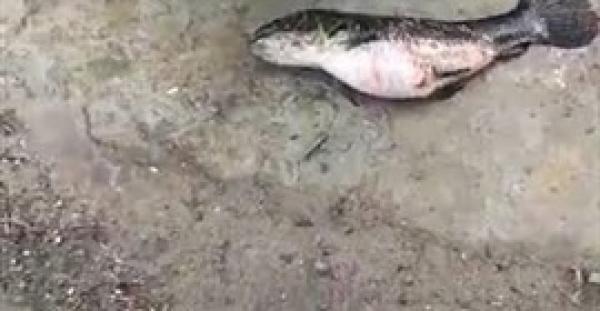 صياد يكتشف مفاجأة غير متوقعة داخل بطن سمكة اصطادها (فيديو)