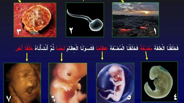 مراحل خَلق الإنسان من النطفة إلى النشأة