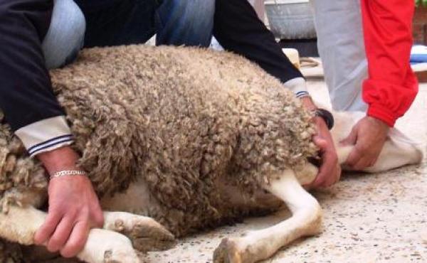 أكادير : مواطنون يذبحون ايديهم خلال يومي العيد...وهذه حصيلة رسمية لعدد الاصابات