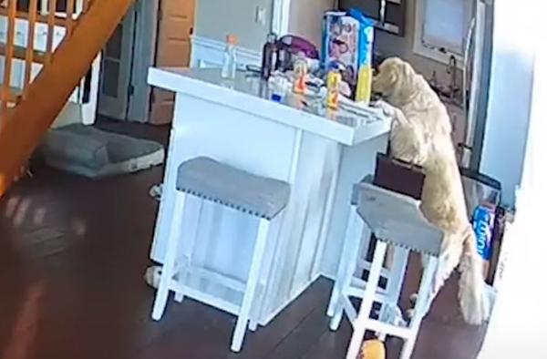 كلب جائع يتسبب في إشعال حريق بمنزل(فيديو)