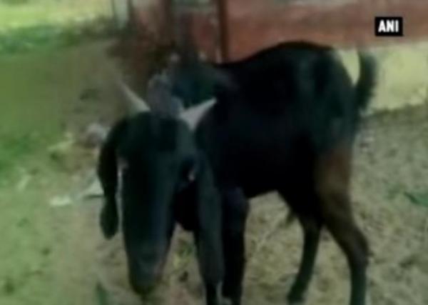 الشرطة الهندية تعتقل معزاة بتهمة "الإضرار في العشب"