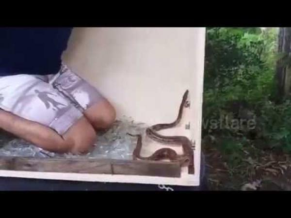 بالفيديو: شاهد ماذا فعل هذا المغامر في قفص مملوء بالزجاج المحطم