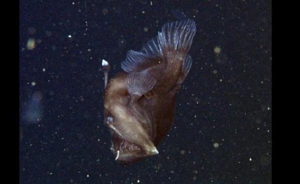 بالفيديو: للمرة الأولى.. تصوير "شيطان البحر الأسود"