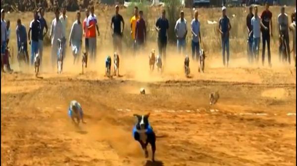 بالفيديو..مسابقة كلاب السلوقي بالعرائش