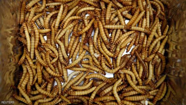 لن تصدق .. "سباغيتي" الديدان تتحول الى حقيقة