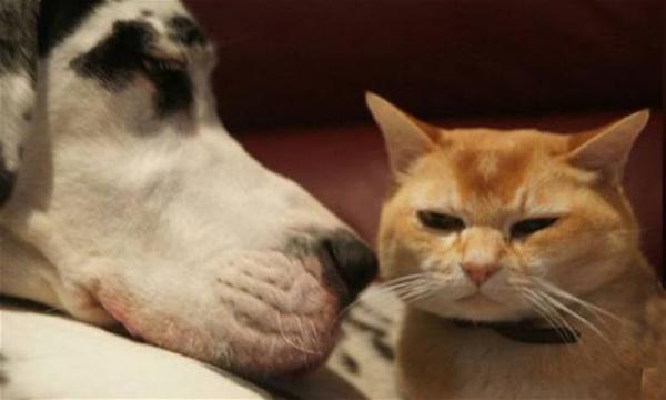 ألمانيا النازية تجسست على بريطانيا باستخدام القطط والكلاب