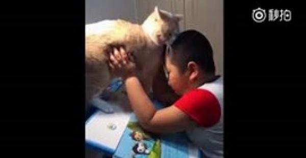 شاهد.. قط سمين يبذل قصارى جهده لمنع صاحبه من كتابة الواجب