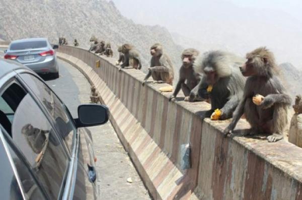 حكاية البلد الذي يفوق عدد القردة فيه عدد السكان