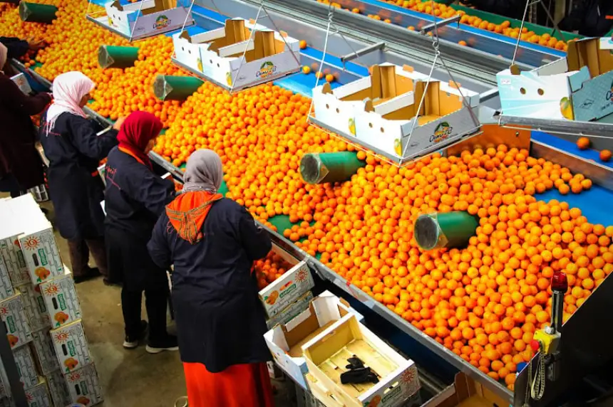 المغرب ينجح في اقتحام سوق الحمضيات الياباني لأول مرة في تاريخه