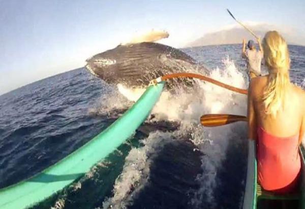 اصطدام حوت أحدب بقارب في الولايات المتحدة