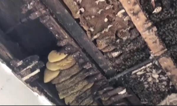 سقف مستشفى يقطر عسلا.. وفيديو يرصد "السبب المدهش"