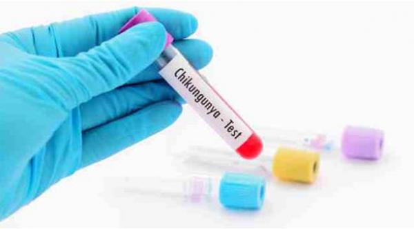 ما تحتاج معرفته عن فيروس شيكونغونيا وهل له علاج؟