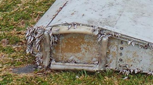 بالصور: حيوان مائي على حطام الطائرة الماليزية قد يكشف سرّ سقوطها